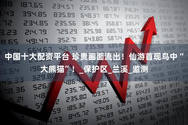 中国十大配资平台 珍贵画面流出！仙游首现鸟中“大熊猫”！_保护区_兰溪_监测